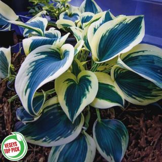 Blue Ivory Hosta Thumbnail